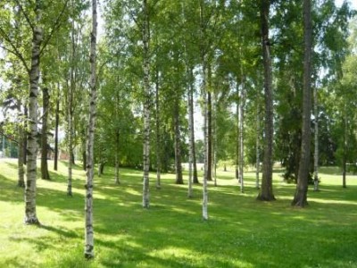 フィンランド,白樺の森